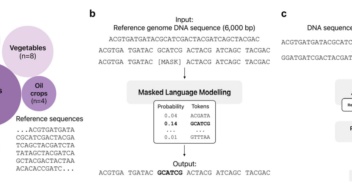 AgroNT: a novel large language model that integrates genomes across plants species We developed a transformer-based DNA language model named the Agronomic Nucleotide Transformer (AgroNT), which learned general nucleotide sequence representations from genomic DNA sequences of 48 different plant species (Fig. 1a, Supplementary Fig. 1 and Supplementary Table 1; Methods). Building upon our previous work23, our pre-training strategy involves performing masked language modeling (MLM) on a DNA sequence consisting of ~ 6000 base pairs (bp). Our tokenization algorithm splits the DNA sequence into 6-mers, treating each 6-mer as a token, and masks 15% of the tokens for prediction (Fig. 1b; Methods). For our finetuning strategy, we implemented parameter-efficient fine-tuning using the IA3 technique30. In this approach, we replaced the language model head with a prediction head, using either a classification or regression head based on the task. We kept the weights of the transformer layers and embedding layers frozen, or alternatively, unfroze a small number of the final layers to reduce training time for specific downstream tasks (Fig. 1c; Methods).
