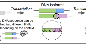 We demonstrate IsoFormer’s capabilities by applying it to the largely unsolved problem of predicting how multiple RNA transcript isoforms originate from the same gene (i.e. same DNA sequence) and map to different transcription expression levels across various human tissues.