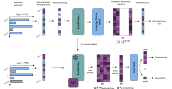 BulkRNABert pipeline. The 1st phase consists in pre-training the language model through masked language modeling using binned gene expressions. The 2nd phase fine-tunes a task-specific head using either cross-entropy for the classification task or a Cox-based loss for the survival task. IA3 rescaling is further added for the classification task.