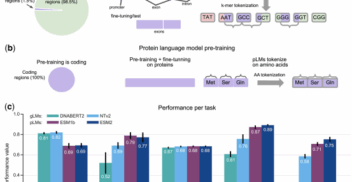 Motivation Large language models, trained on enormous corpora of biological sequences, are state-of-the-art for downstream genomic and proteomic tasks. Since the genome contains the information to encode all proteins, genomic language models (gLMs) hold the potential to make downstream predictions not only about DNA sequences, but also about proteins. However, the performance of gLMs on protein tasks remains unknown, due to few tasks pairing proteins with the coding DNA sequences (CDS) that can be processed by gLMs. Results In this work, we curated five such datasets and used them to evaluate the performance of gLMs and proteomic language models (pLMs). We show that gLMs are competitive and even outperform their pLMs counterparts on some tasks. The best performance was achieved using the retrieved CDS compared to sampling strategies. We found that training a joint genomic-proteomic model outperforms each individual approach, showing that they capture different but complementary sequence representations, as we demonstrate through model interpretation of their embeddings. Lastly, we explored different genomic tokenization schemes to improve downstream protein performance. We trained a new Nucleotide Transformer (50M) foundation model with 3mer tokenization that outperforms its 6mer counterpart on protein tasks while maintaining performance on genomics tasks. The application of gLMs to proteomics offers the potential to leverage rich CDS data, and in the spirit of the central dogma, the possibility of a unified and synergistic approach to genomics and proteomics.